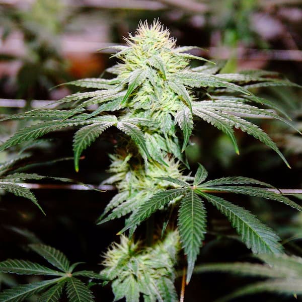 Snowberry Zushi semilla > Elev8 Seeds | Semillas feminizadas  |  Híbrido